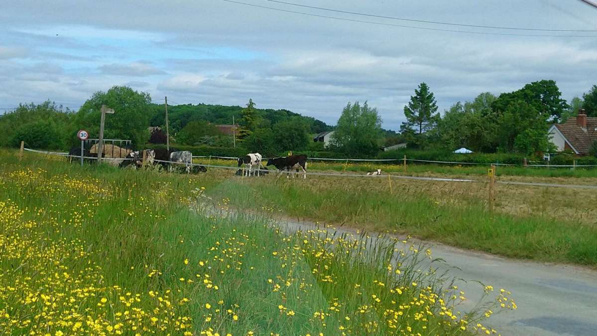 Cows used to graze the Common